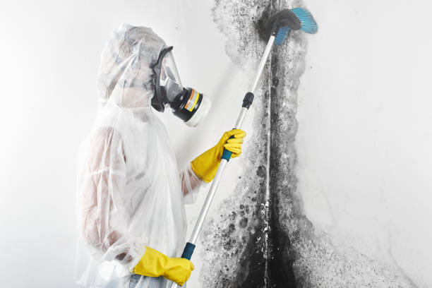 Best Mold Prevention Services  in Fmington, AR