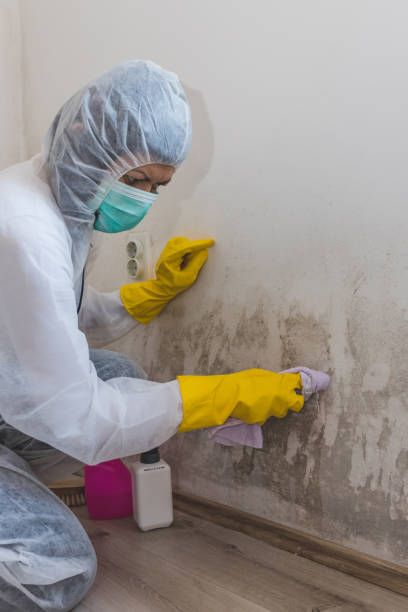 Farmington, AR Mold Removal Company